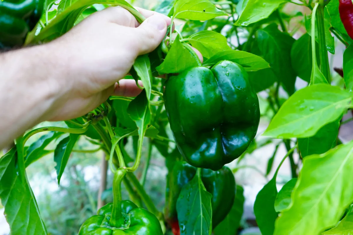 Large green poblano pepper on plant