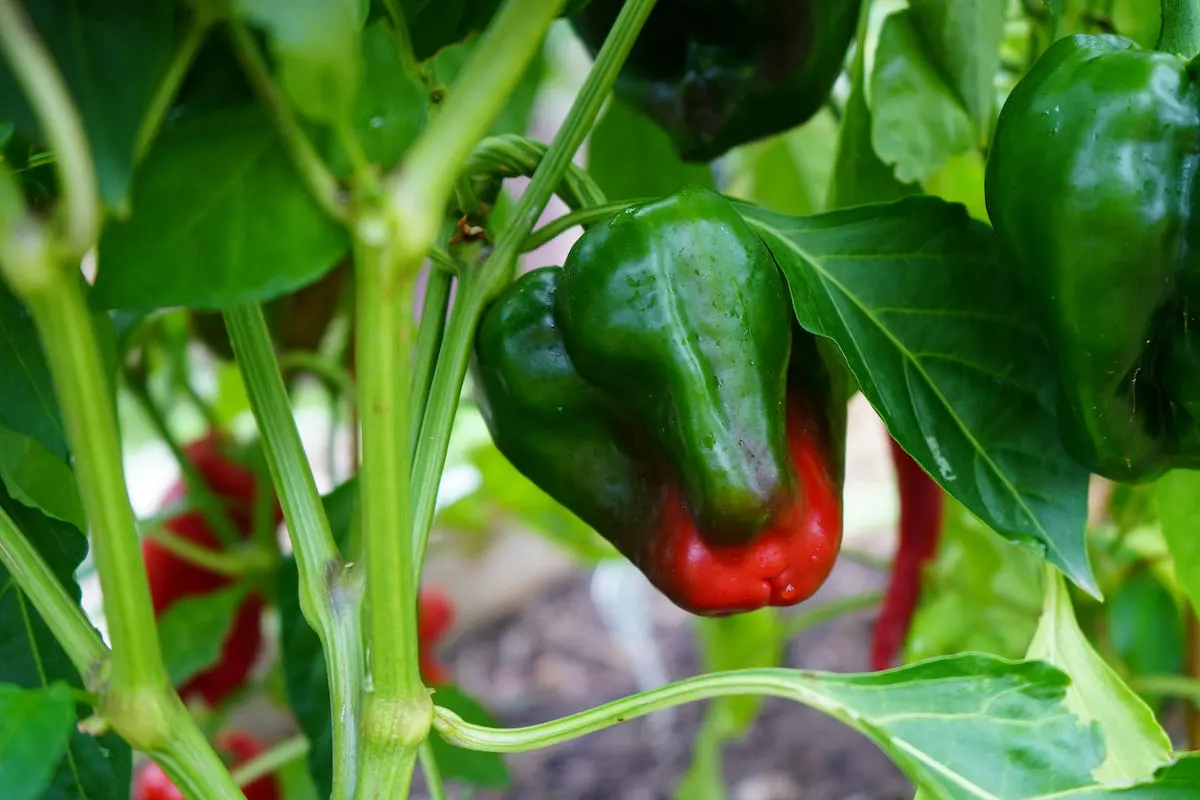 Large poblano pepper ripening