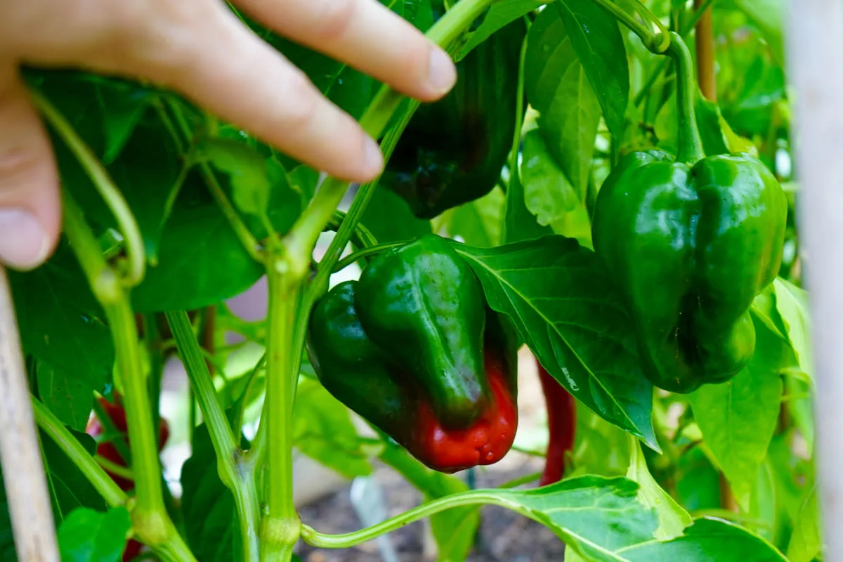 When To Pick Poblano Peppers (Simple Harvesting Tips) - Pepper Geek