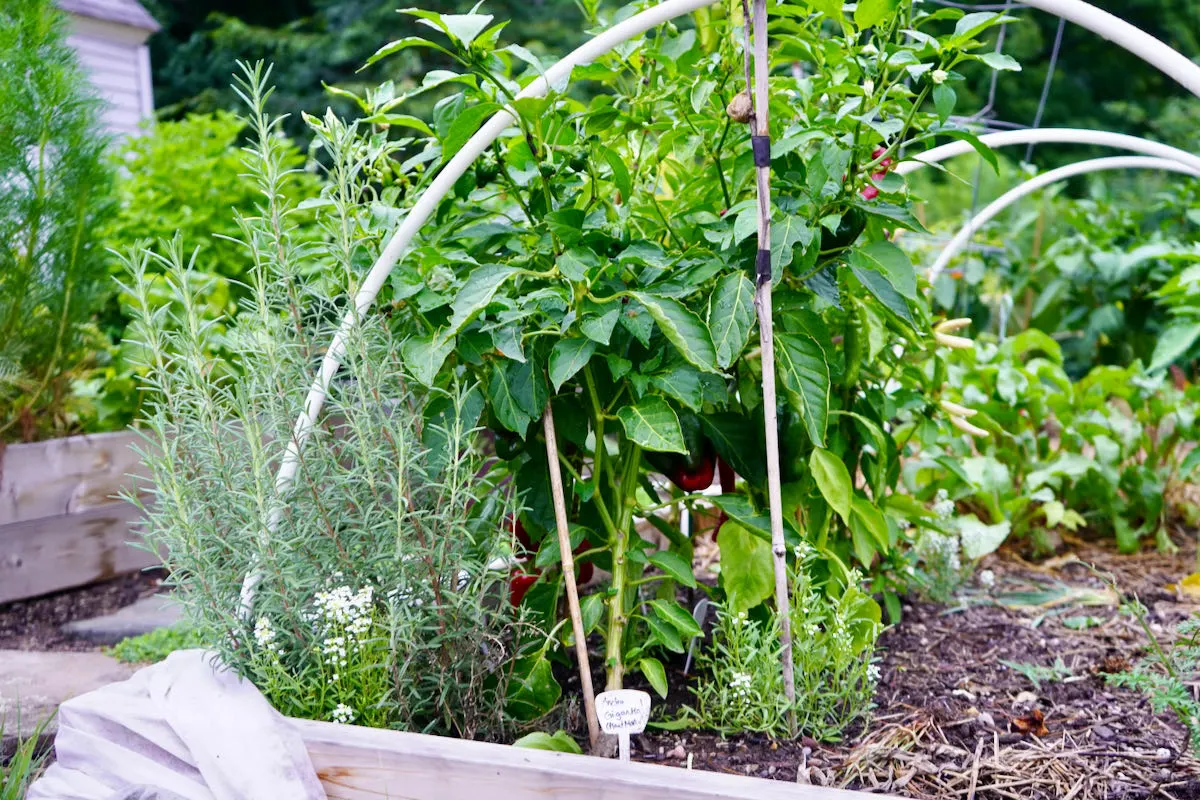 Poblano pepper plant in raised garden bed