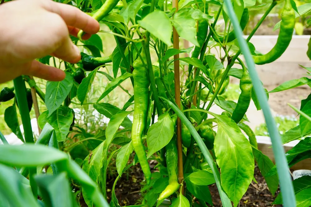Unripe Jimmy Nardello pepper on plant
