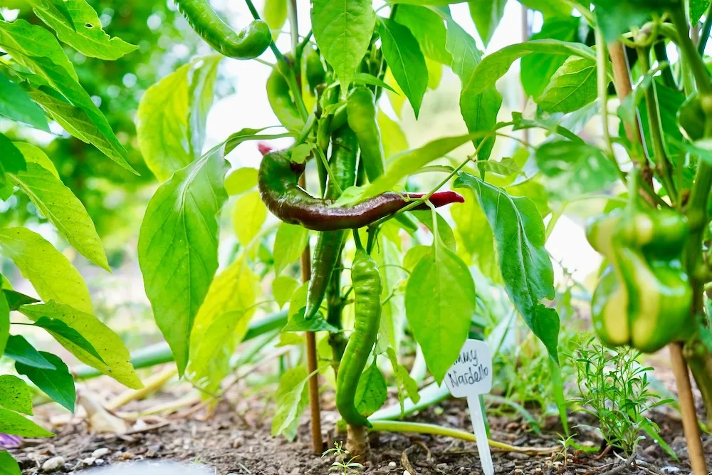 Jimmy Nardello pepper ripening on plant