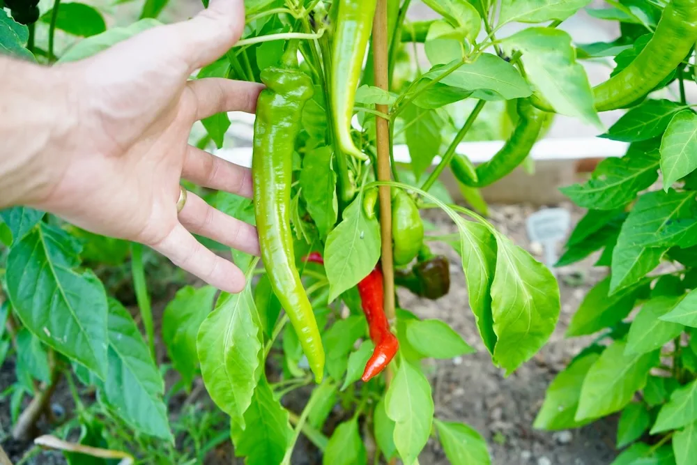 Long Jimmy Nardello pepper on plant
