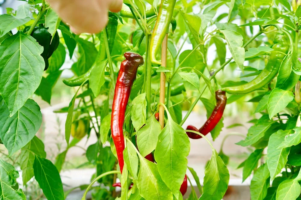 Ripening Jimmy Nardello peppers