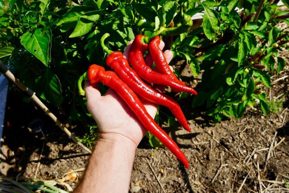 Jimmy Nardello Peppers A Delicious Italian Heirloom Pepper Geek