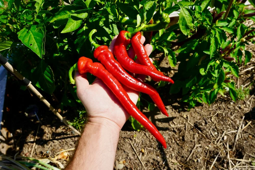 Jimmy Nardello peppers in hand