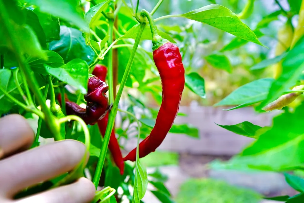 Ripe Jimmy Nardello pepper on the plant