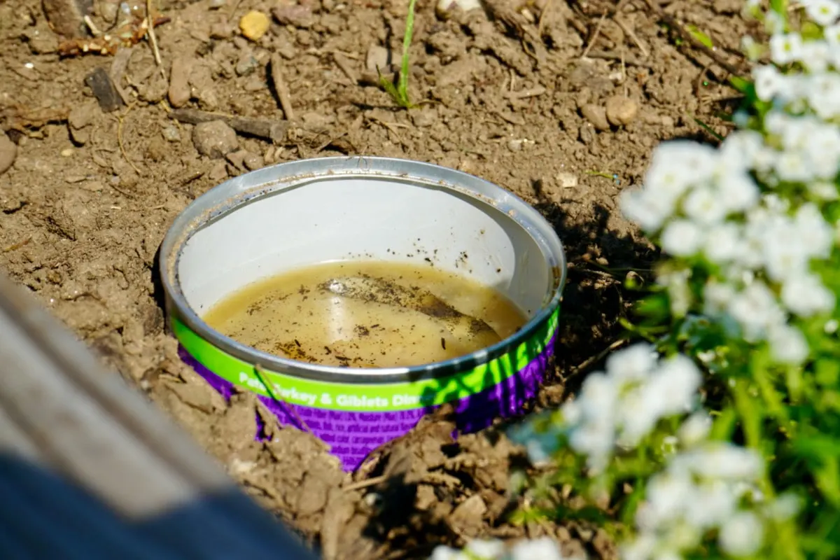 Oil trap for earwigs