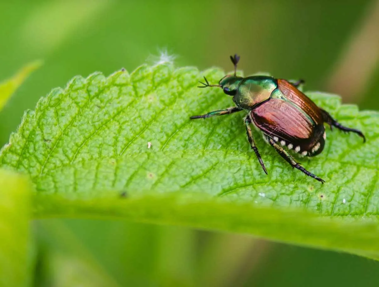 Japanese beetle