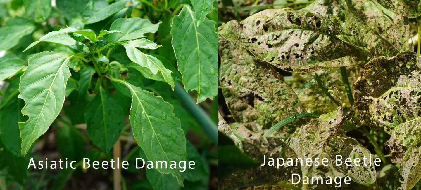 Asiatic beetle damage versus Japanese beetle damage