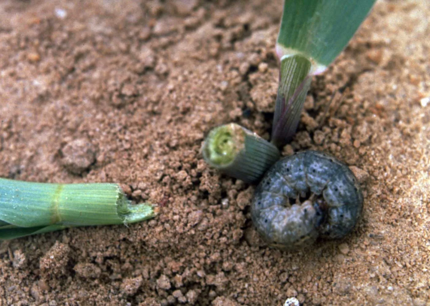 Cutworm next to cutworm damage