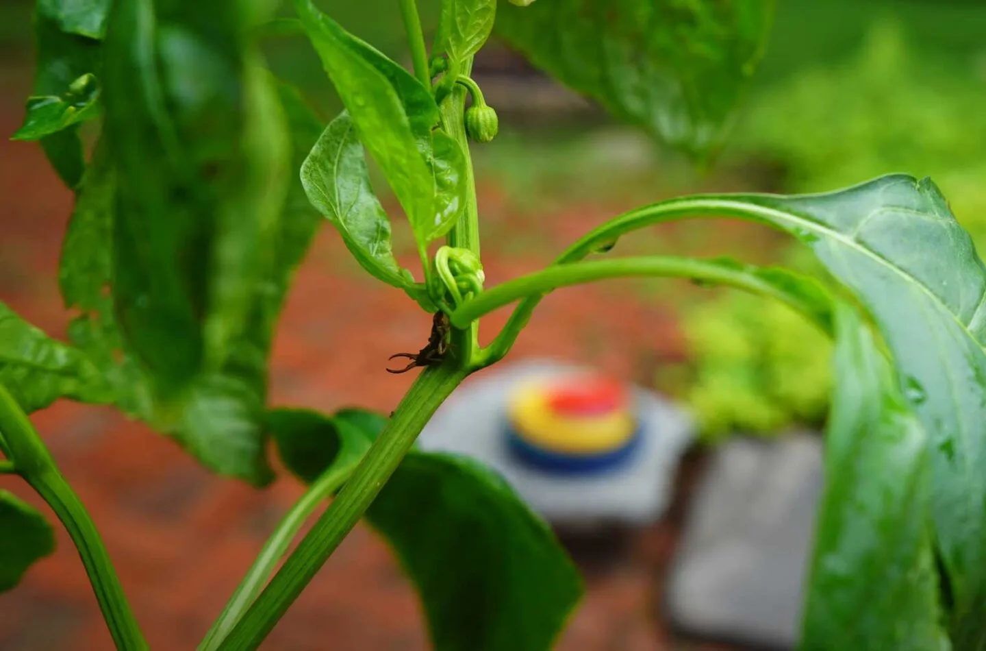 Earwig on pepper plant