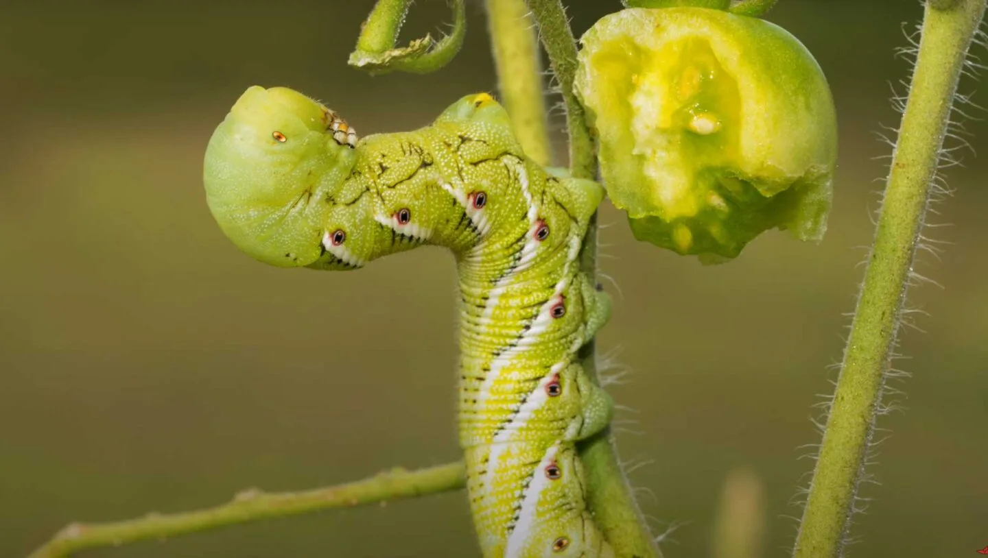 Hornworm eating tomato