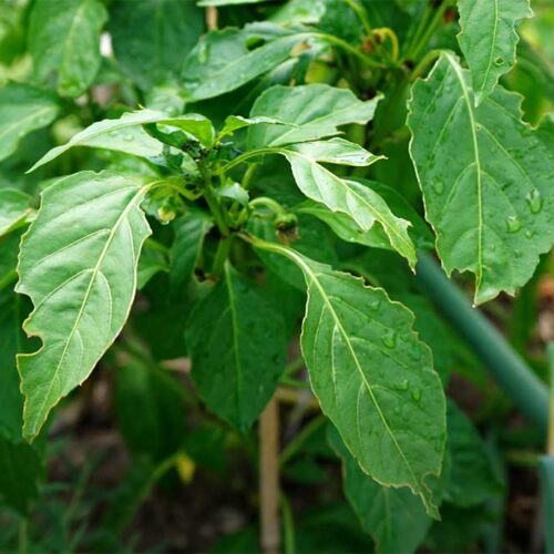 Candy Cane Peppers - The Striped Sweet Pepper - Pepper Geek