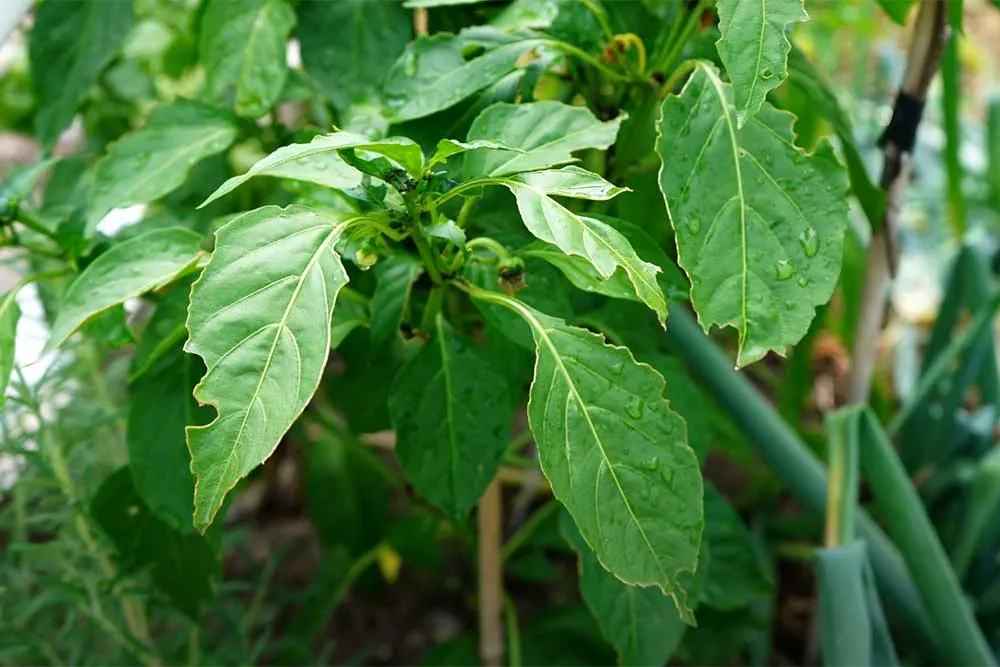 Pest damage Asiatic beetles