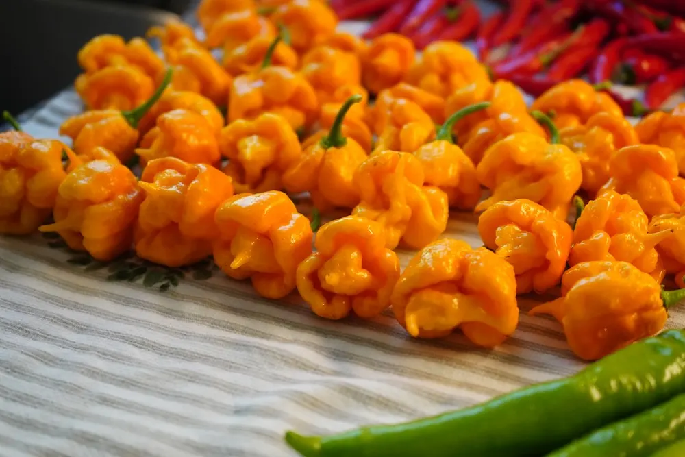 7 pot primo orange peppers