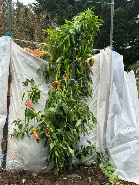 Carmen sweet pepper plant growing up trellis - plant is just over 7 feet tall