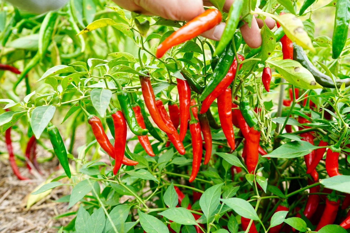Cayennetta cayenne peppers on plant