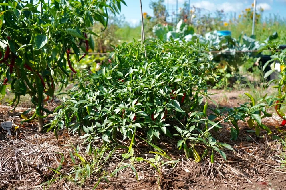 Cayennetta pepper plant in ground