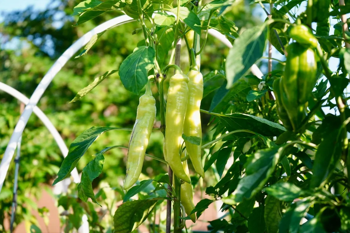 Goddess Banana peppers on plant