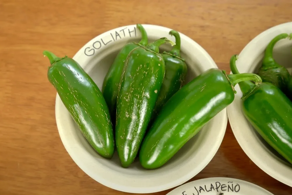 Goliath jalapeno peppers in a bowl