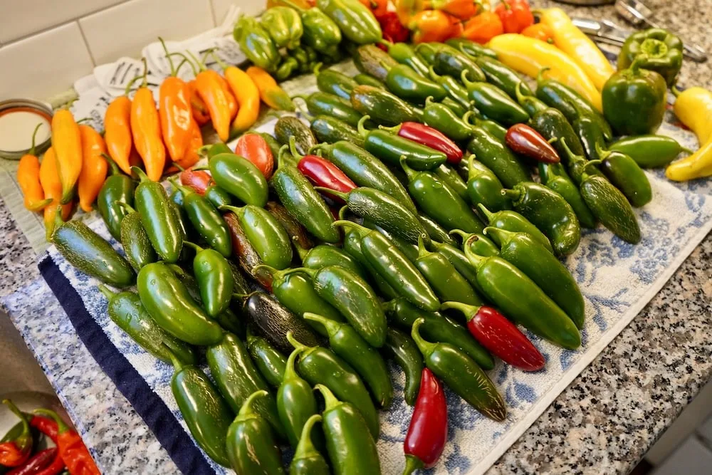 Garden Salsa Pepper, Two Live Garden Plants