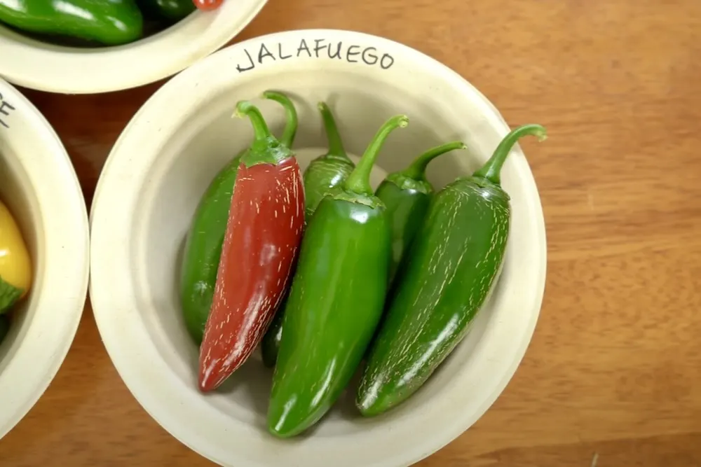 Jalafuego peppers in a bowl