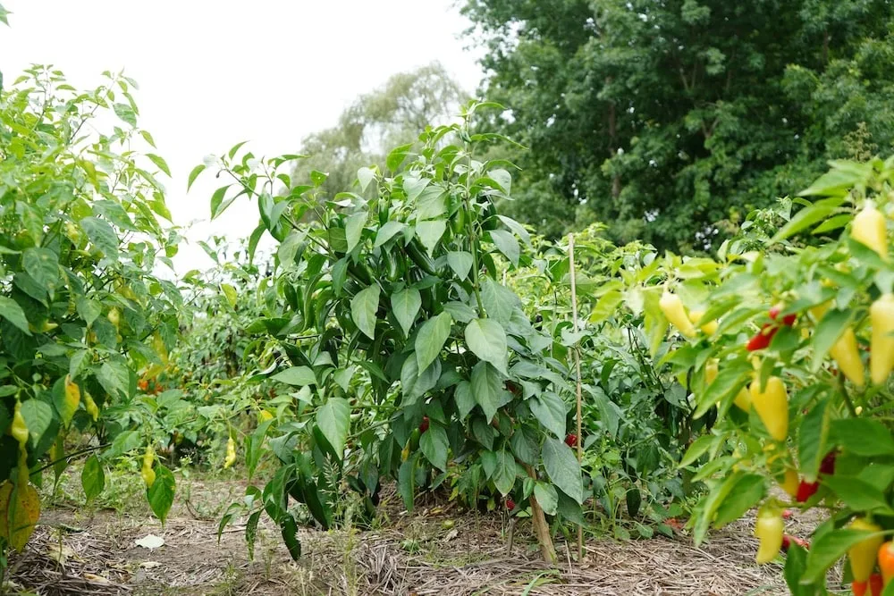 Jalapeno pepper plant