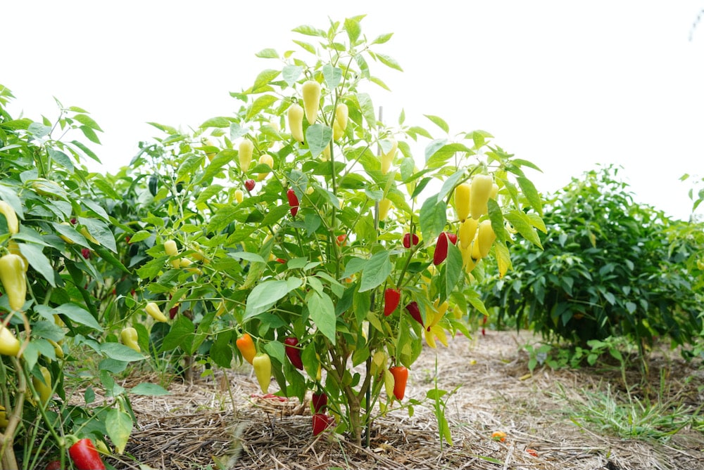 Jaloro jalapeno pepper plant