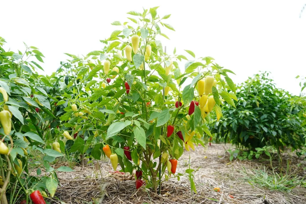 Easy Ways To Make Jalapeno Peppers Last 2023 AtOnce