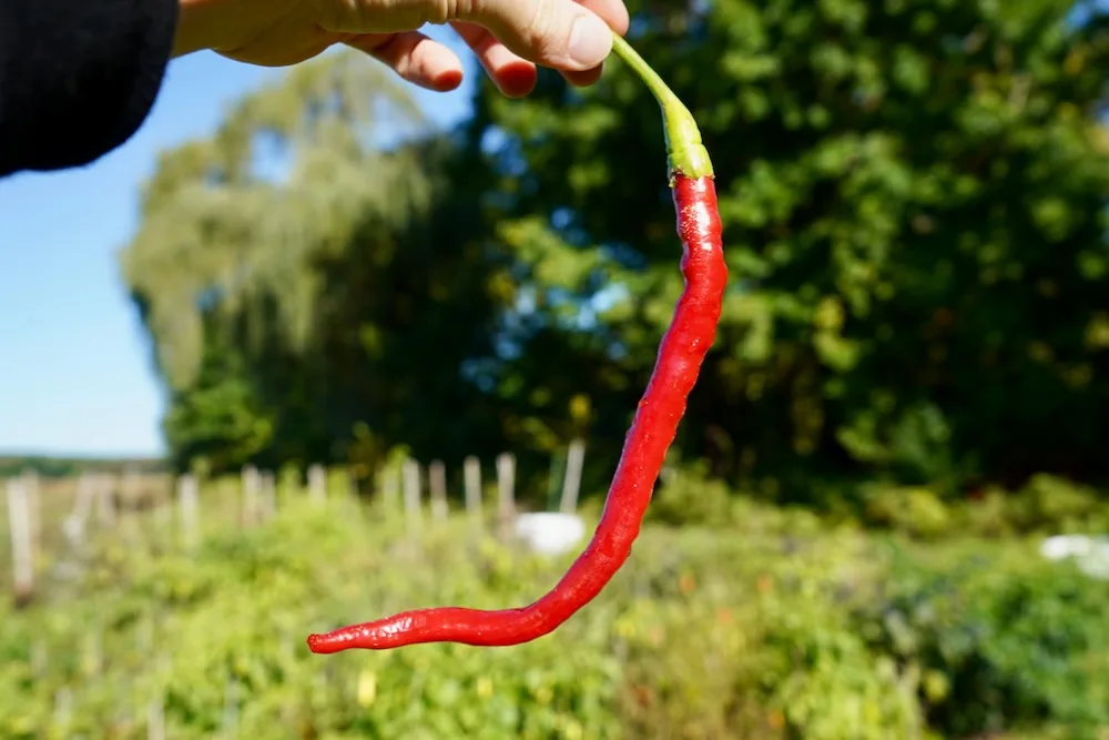 Joes Long Cayenne pepper ripe