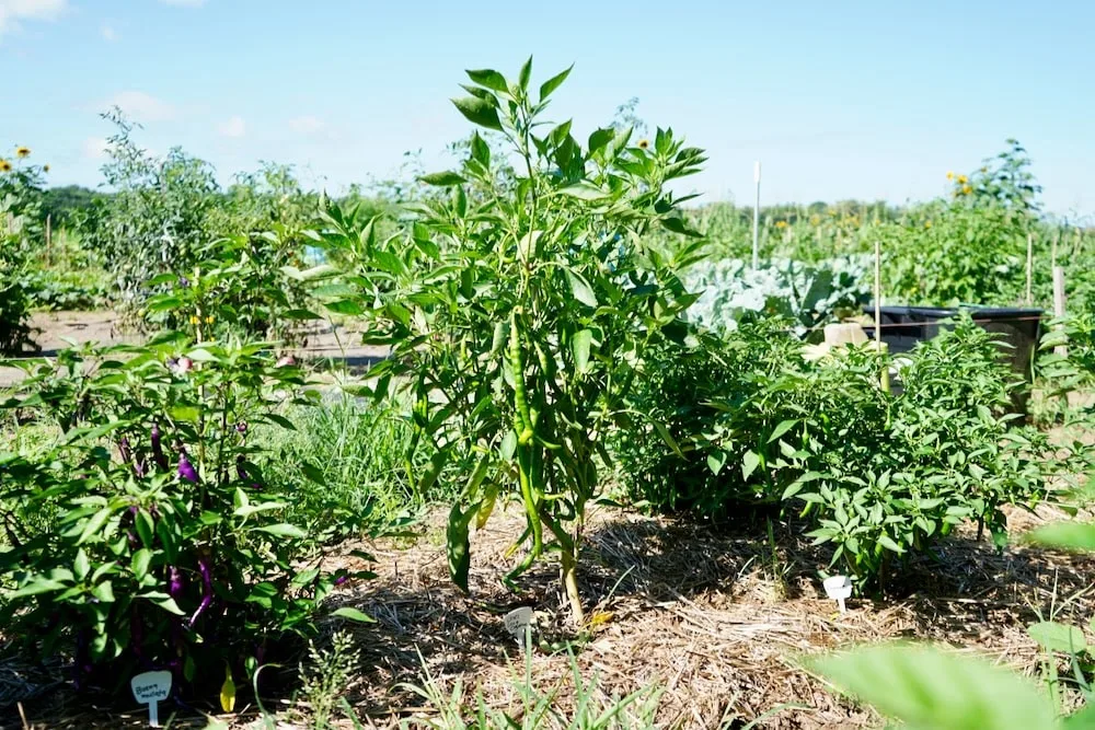 Joe's long cayenne pepper plant