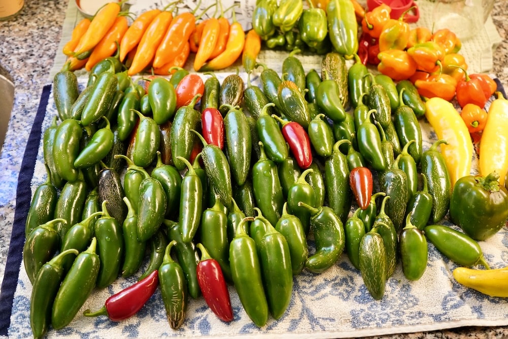 Large harvest of jalapeno peppers