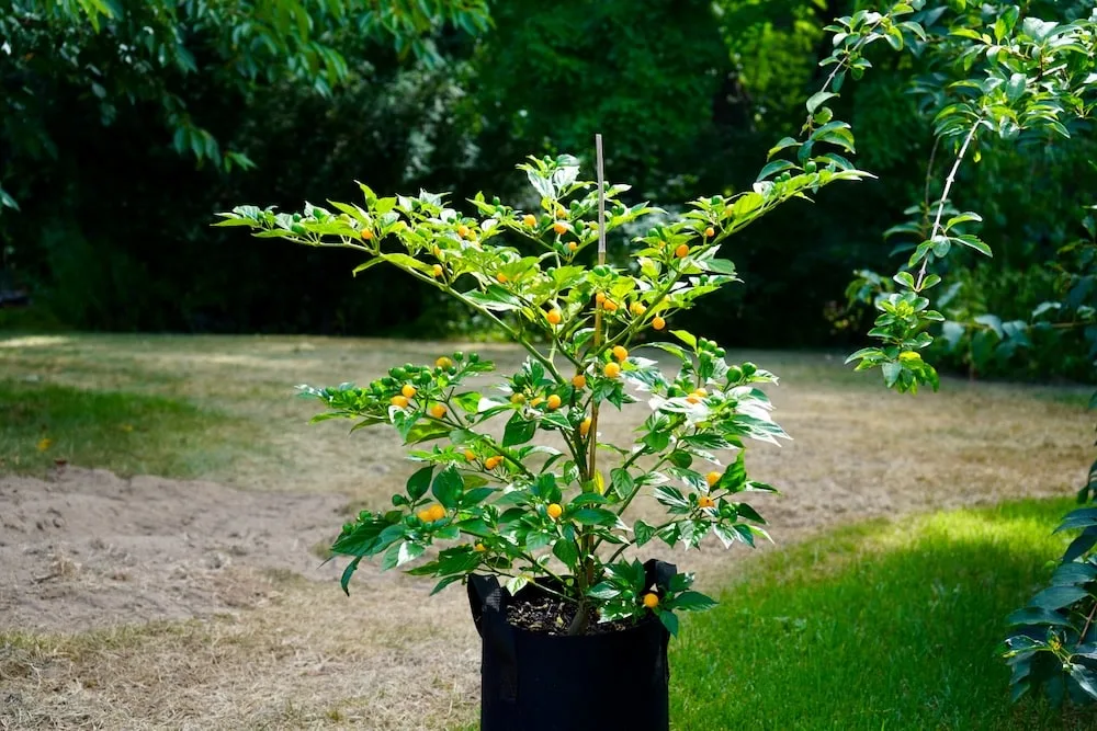 Quintisho pepper plant in fabric pot
