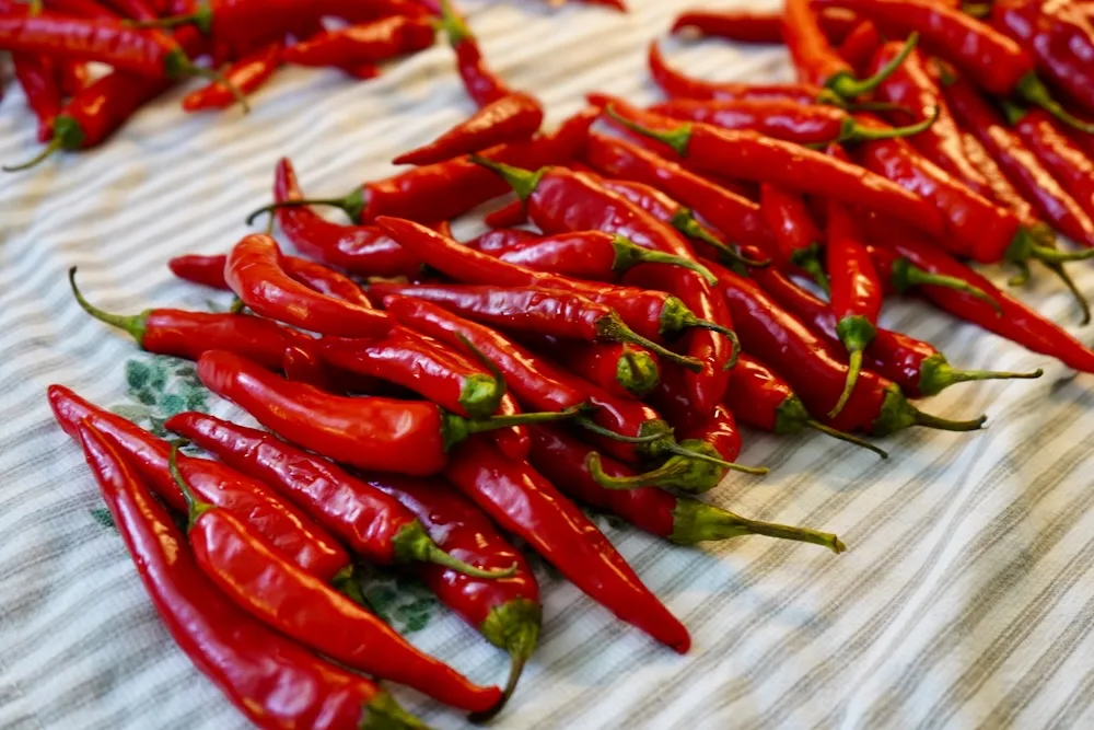 Red cayenne peppers