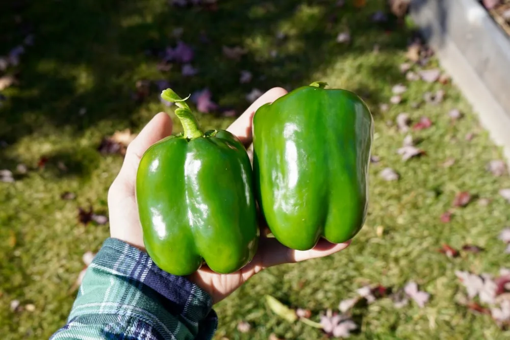 Two green bell peppers held in hand