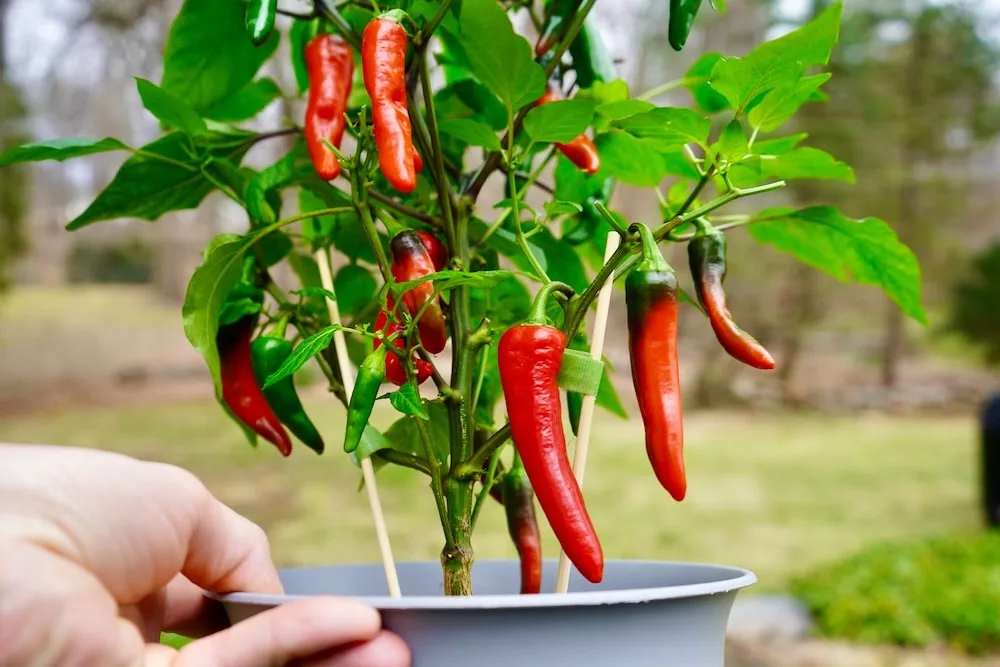 Cayenne pepper plant in pot with red peppers