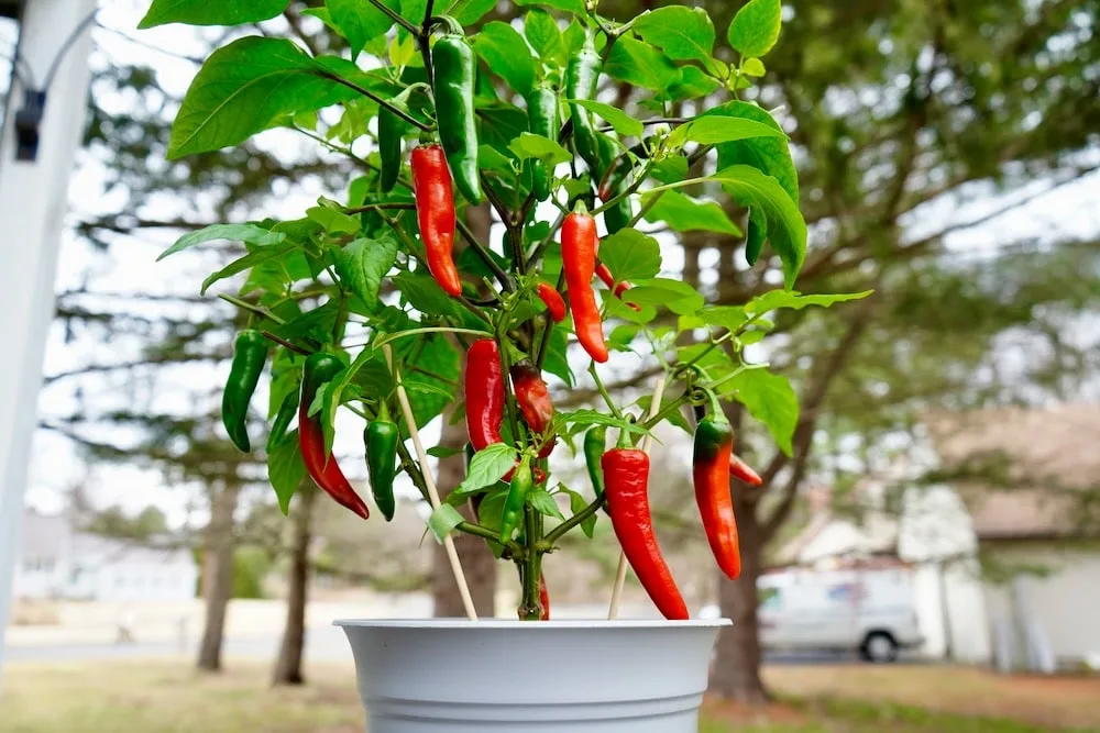 Red Ember cayenne pepper plant in pot with red peppers