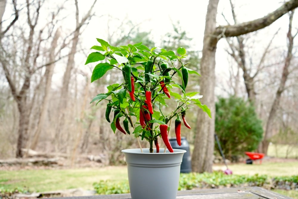 Cayenne pepper plant in pot