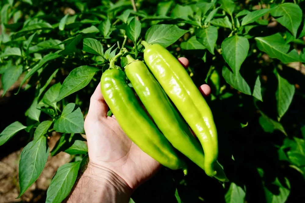 NuMex Heritage 6-4 hatch green chiles.