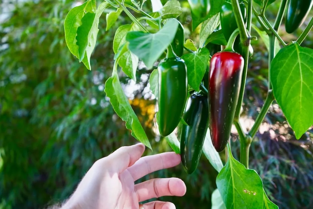 Garden Salsa Pepper, Two Live Garden Plants