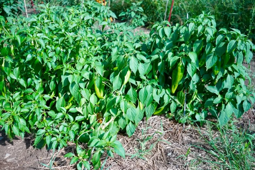 New Mexico Hatch green chile plants.