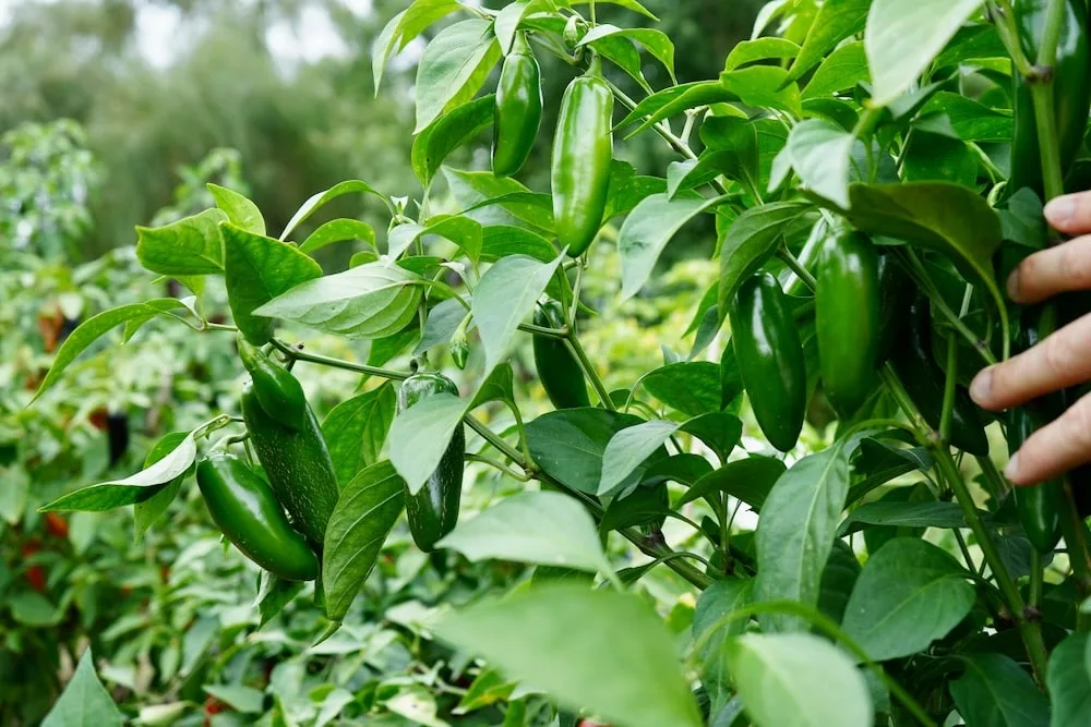 Green jalapeño peppers on plant