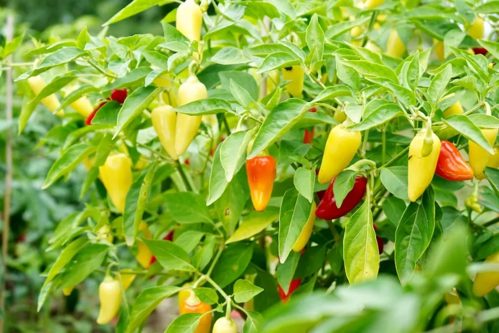 Jaloro peppers on plant