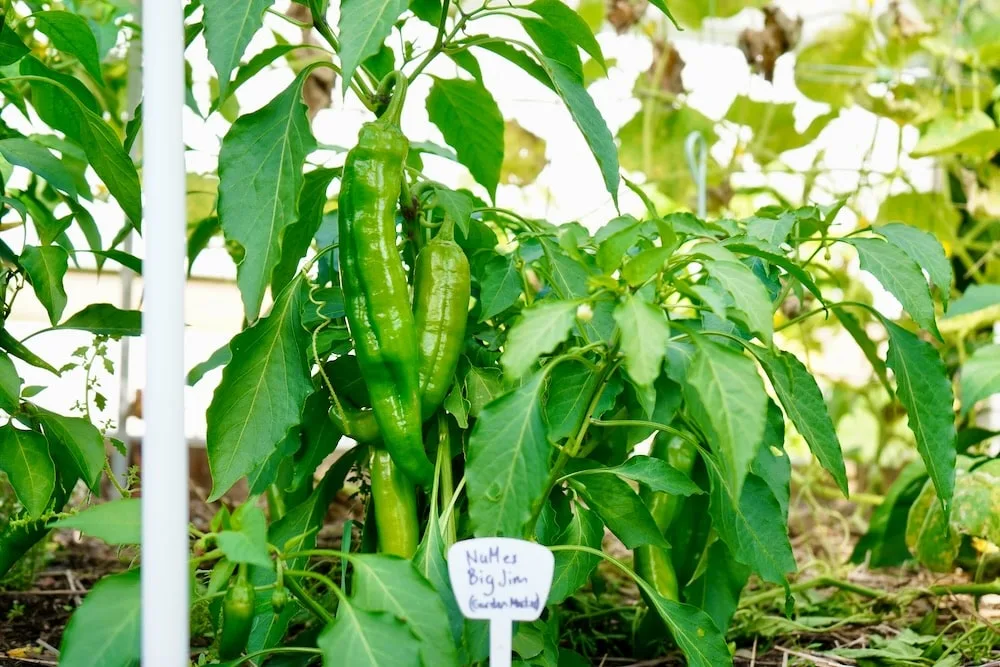 NuMex Big Jim hatch green chile (New Mexico chile) plant