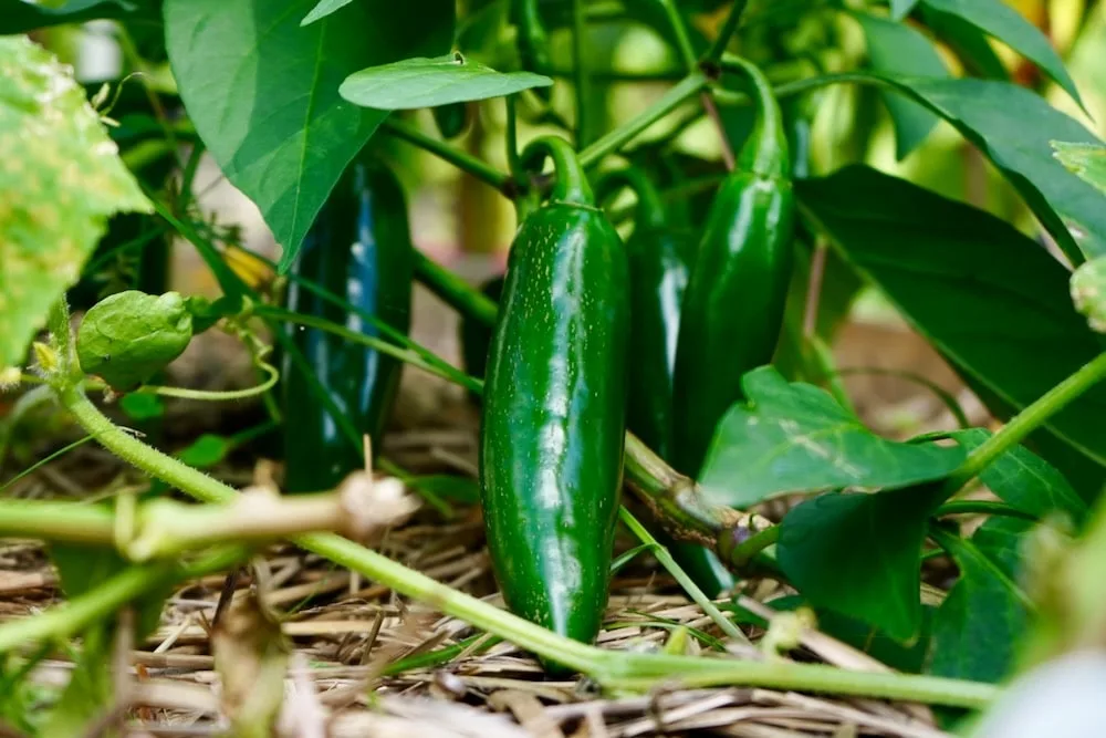 Green jalapeño pepper on plant