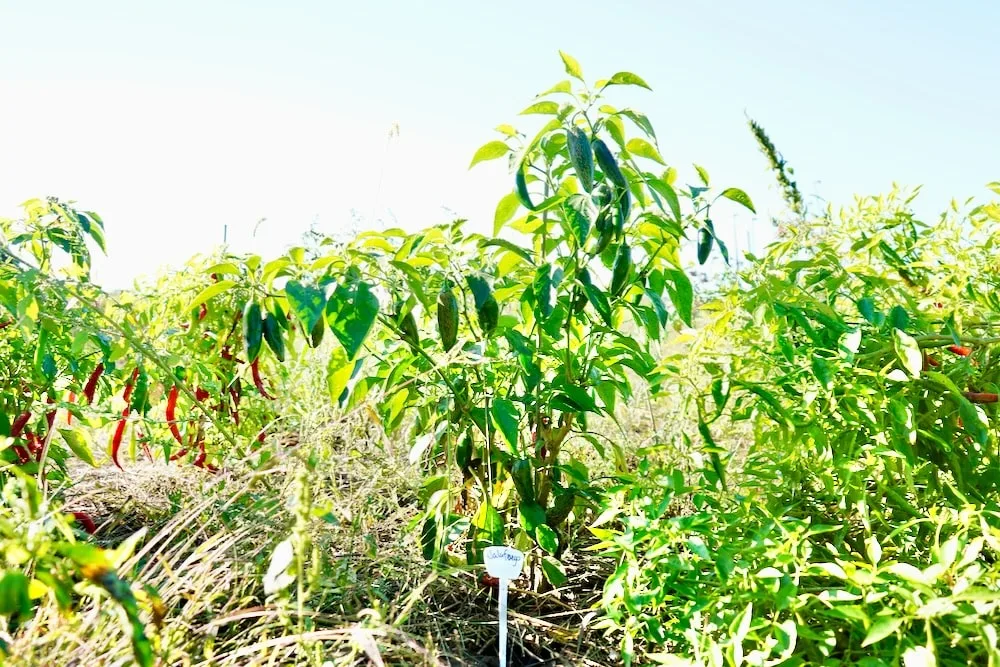 Jalafuego jalapeño pepper plant