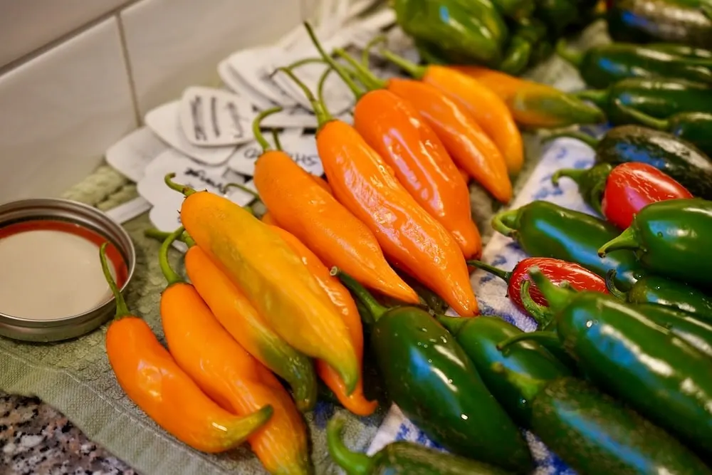 Aji amarillo pepper harvest