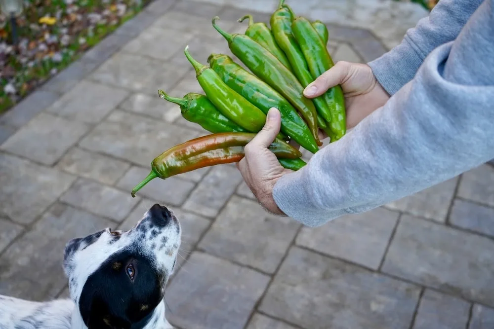 Holding fresh hatch chile harvest