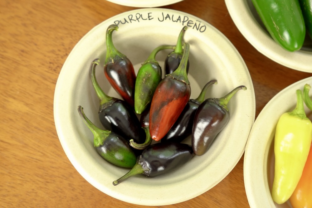 Purple jalapeno peppers in bowl